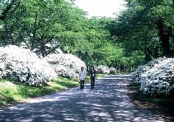 北上市内の自然歩道コース：桜とつつじのみち